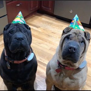 Meet your Posher, Rachel